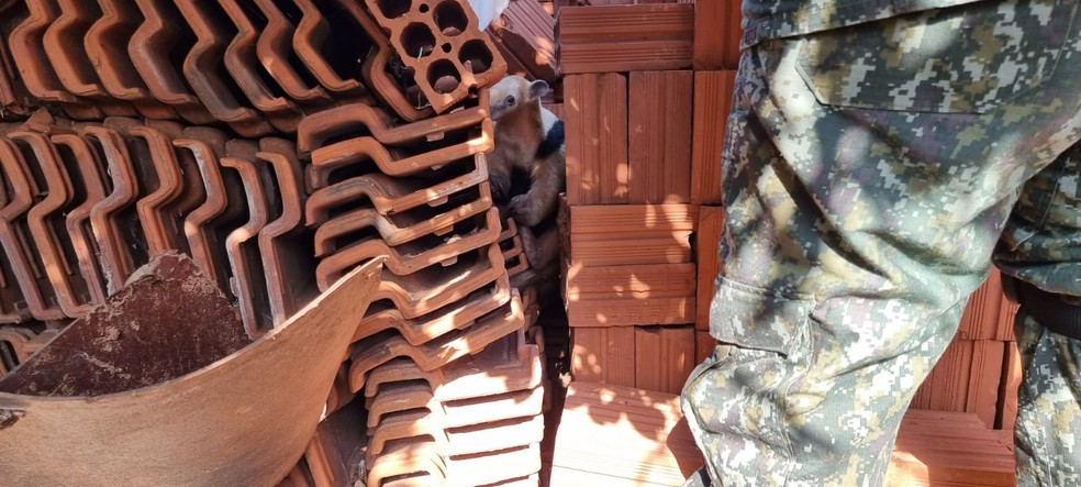 Tamanduá-mirim é resgatado no meio de tijolos dentro de casa e solto na natureza em Bauru — Foto: Polícia Ambiental /Divulgação