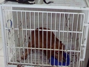 PM também achou cão em gaiola dentro da clínica de Limeira (Foto: Divulgação/PM)