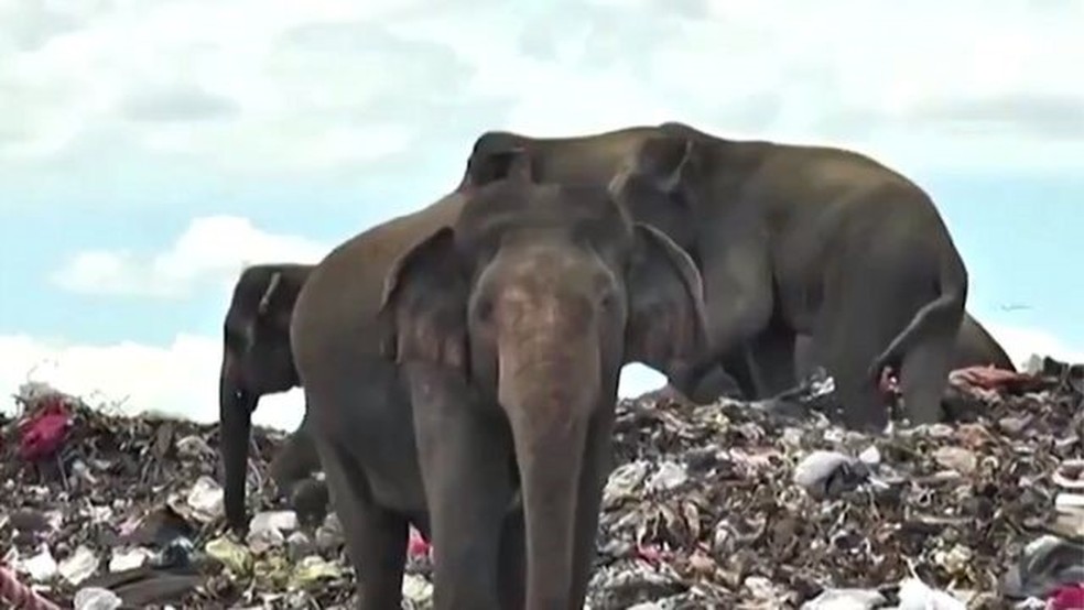 Os elefantes costumam entrar em conflito com comunidades no Sri Lanka — Foto: Reuters via BBC