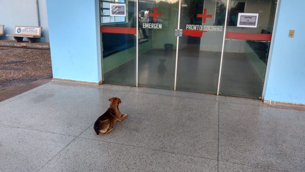 Cachorro passa noite na porta de hospital após dono ser internado em Iacanga (SP) — Foto: Arquivo pessoal/Sérgio da Matta