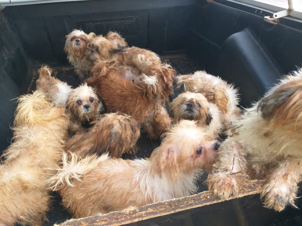 Câes foram resgatados por policiais e protetores de animais — Foto: Divulgação/Polícia