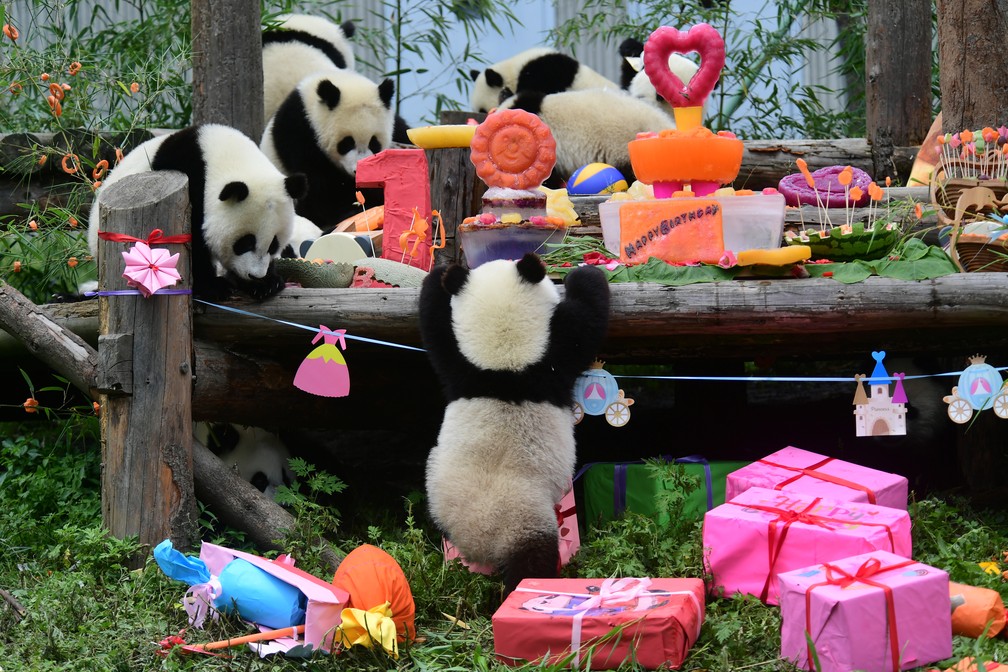 Filhotes de panda-gigante nascidos em 2018 se divertem com decoração e presentes em festa de aniversário coletiva no santuário de pandas Shenshuping, em Wolong, na província de Sichuan, na China. Fotos foram divulgadas nesta sexta-feira (26) — Foto: China Daily via Reuters