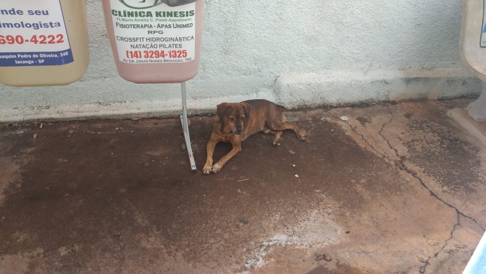 Segundo funcionário do PS, cão chegou a entrar correndo na unidade enquanto dono estava internado em Iacanga — Foto: Arquivo pessoal/Sérgio da Matta