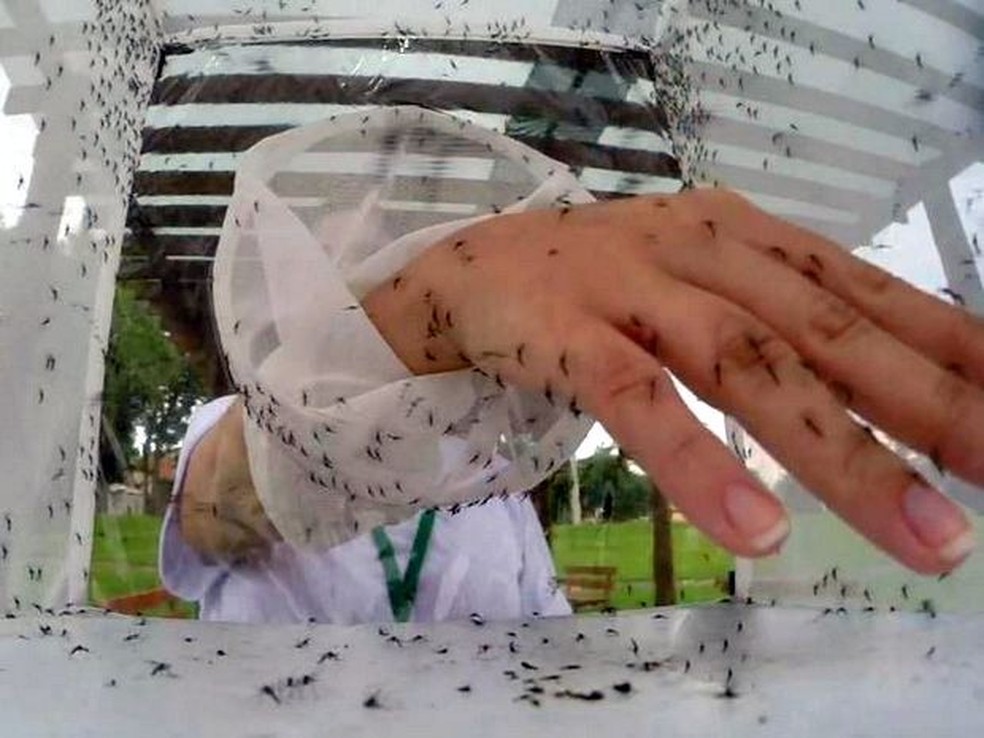 Mosquitos 'transgênicos' não picam, nem transmitem vírus (Foto: Reprodução/EPTV)