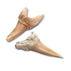 Đồ chơi giáo dục stem 1423004791 - shark teeth unearthed - ảnh sản phẩm 6