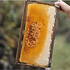 Combo mật ong rừng thượng hạng cha rồng honimore 500g - ảnh sản phẩm 2