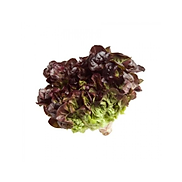 Salad oakleaf đỏ g