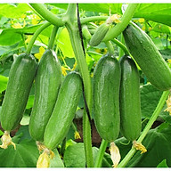 Hạt giống Dưa leo F1 - Baby Boy TN 368 (1g gói) F1 Cucumber Seeds thumbnail