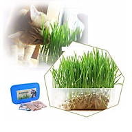 Bộ trồng cỏ mèo thumbnail