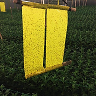 Set 30 mét Bẫy côn trùng ISRAEL (Sticky Yellow Roll) sử dụng hoa Cúc với diện tích 1.000m2 để bẫy ruồi đục lá, rệp, bọ trĩ, bọ phấn, sâu tơ, bọ nhảy, sâu xanh, rầy xanh, bướm trắng và cả ốc sên thumbnail