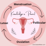 What are the different menstrual cycle phases?