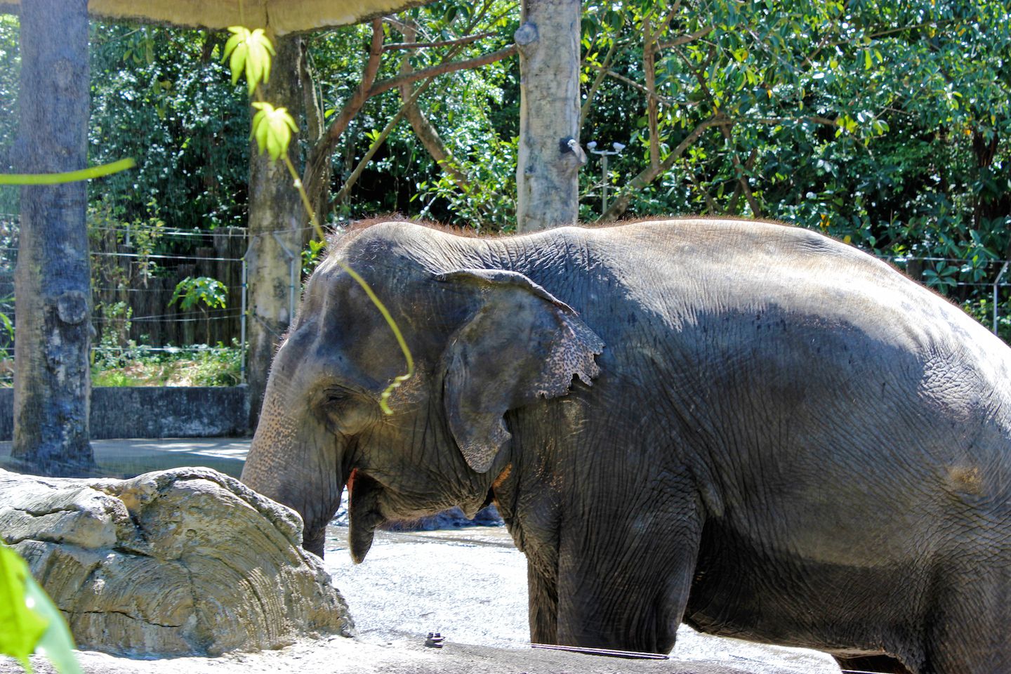 Asian Elephant at the Taipei Zoo