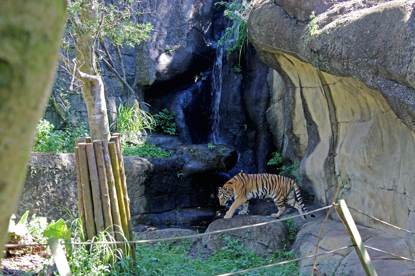 Bengal Tiger at the Taipei Zoo