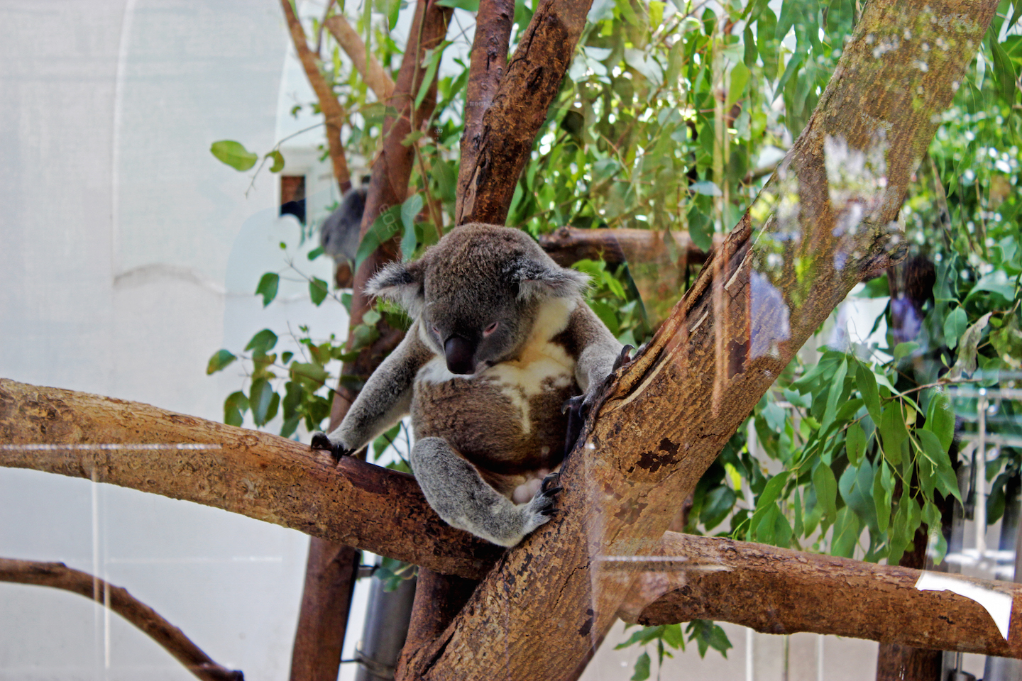 Cute koala sitting on the tree at the Taipei Zoo