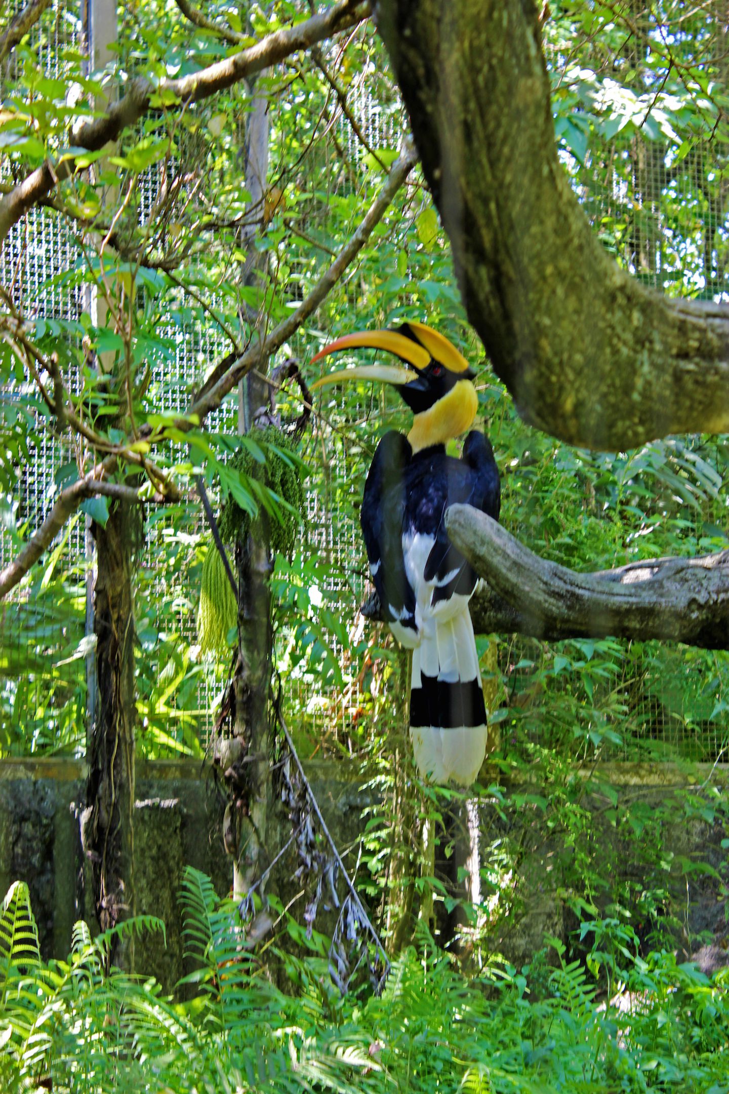 Dutifull Hornbill Papa at the Taipei Zoo