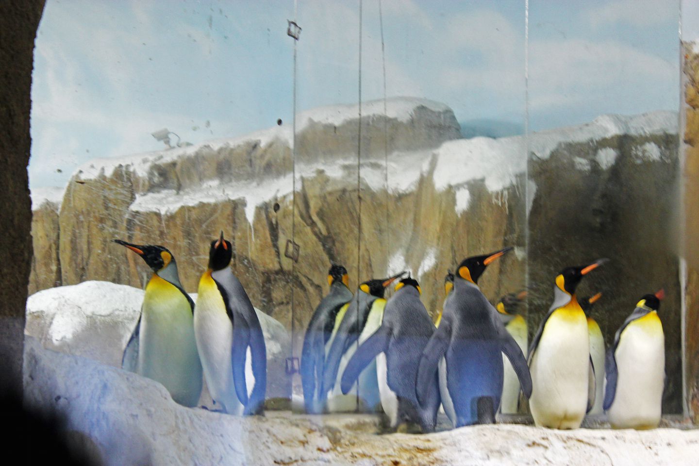 King penguins at the Taipei Zoo, Taiwan