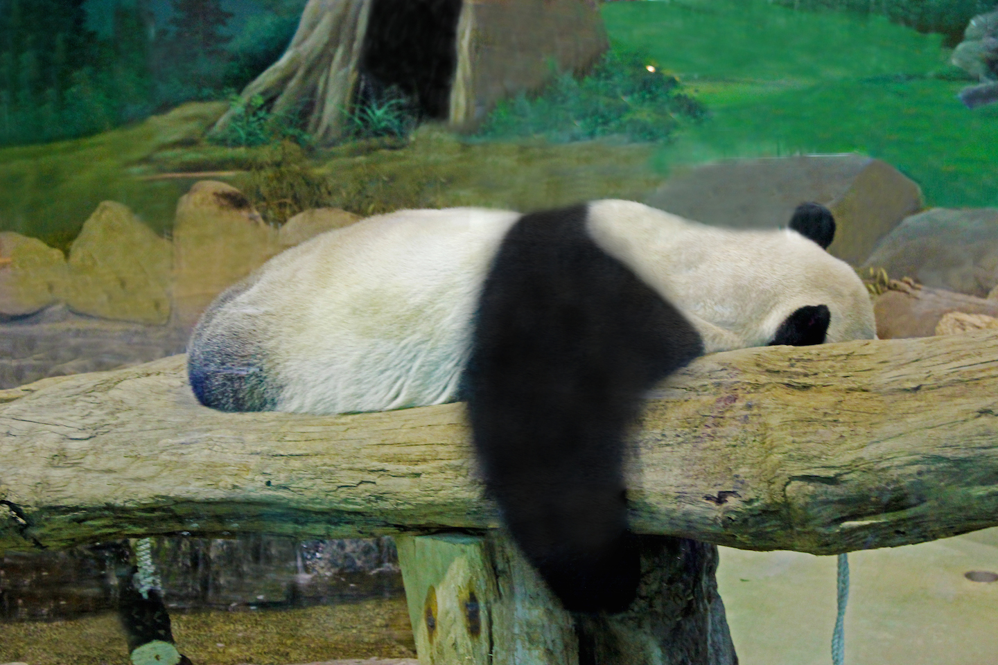 Tuan Tuan sleeping on a log at the Taipei Zoo