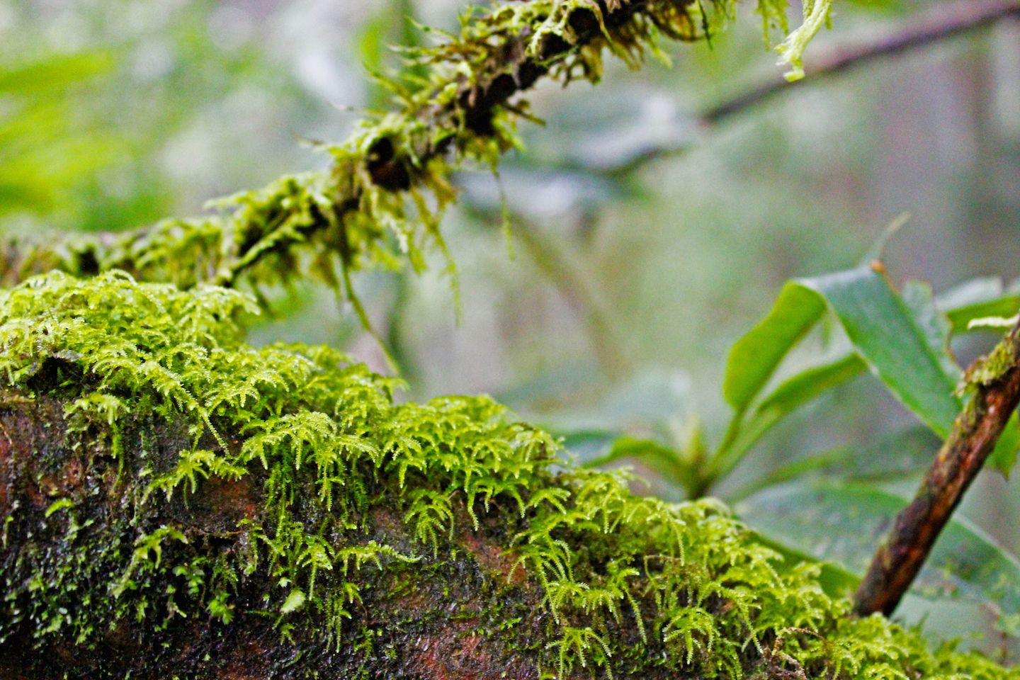 Moss growing on the tree branches