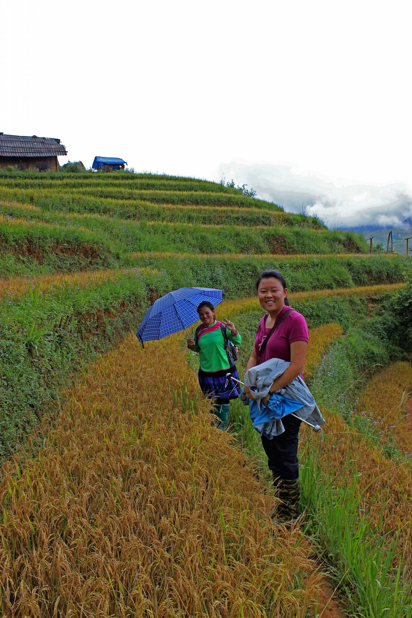 Walking on the edge of rice paddies