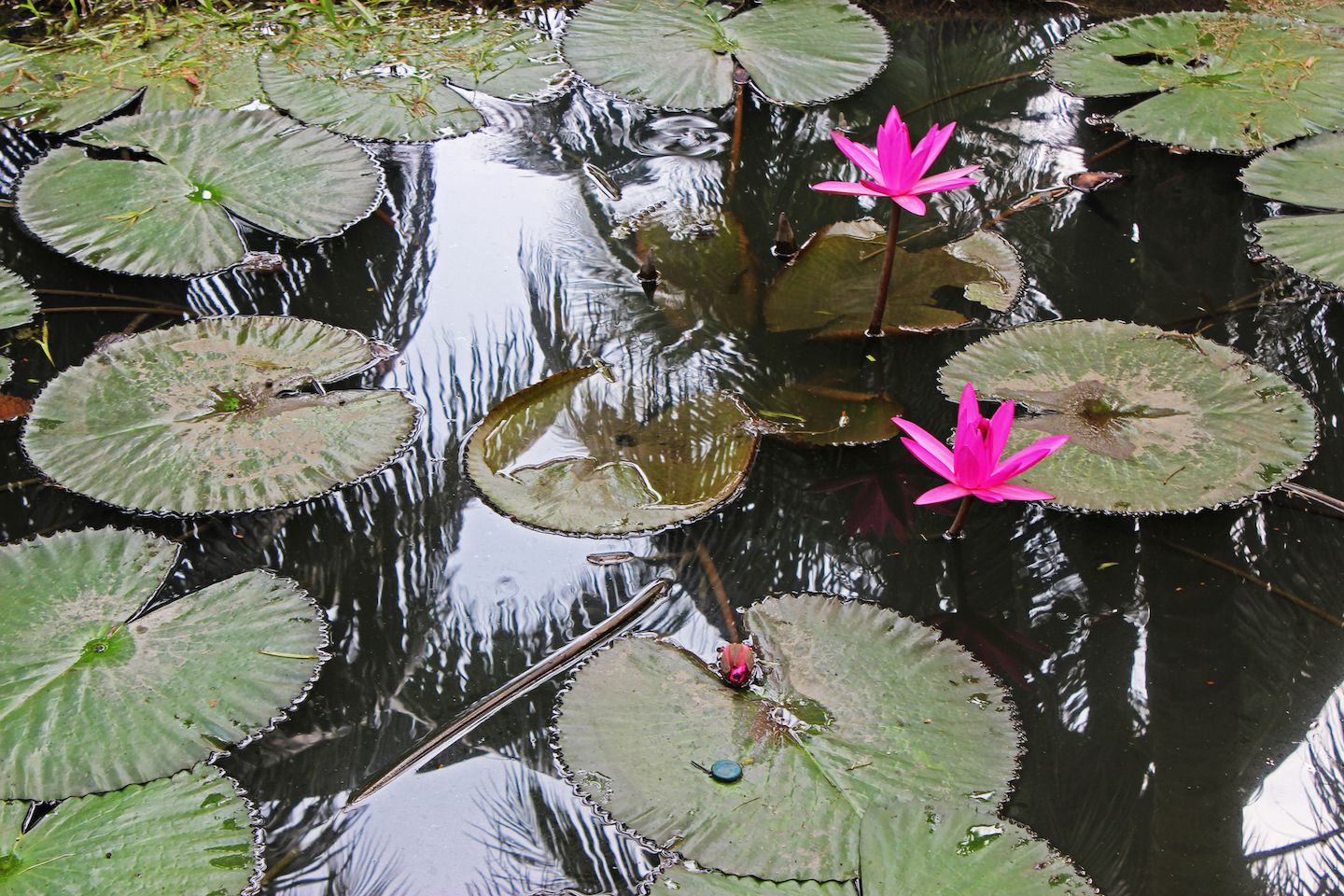 Water lily, Vietnam