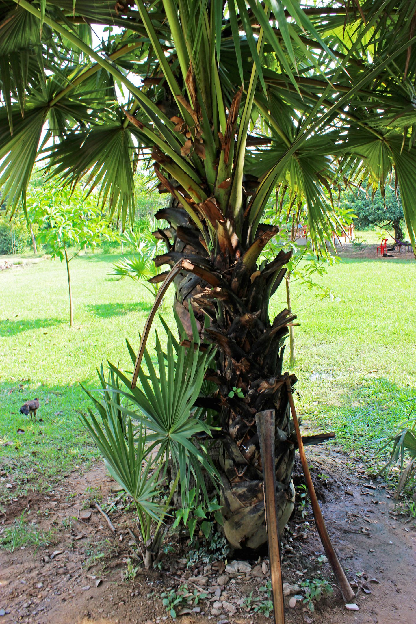 It might look like a simple palm tree, but the branches were used to cut prisoners throats