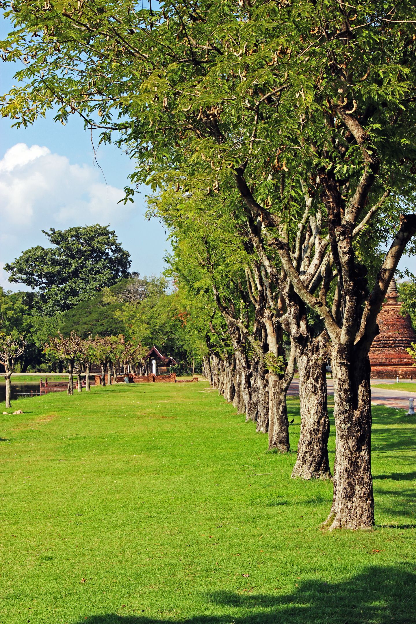 Line of trees at Sukhothai historical park