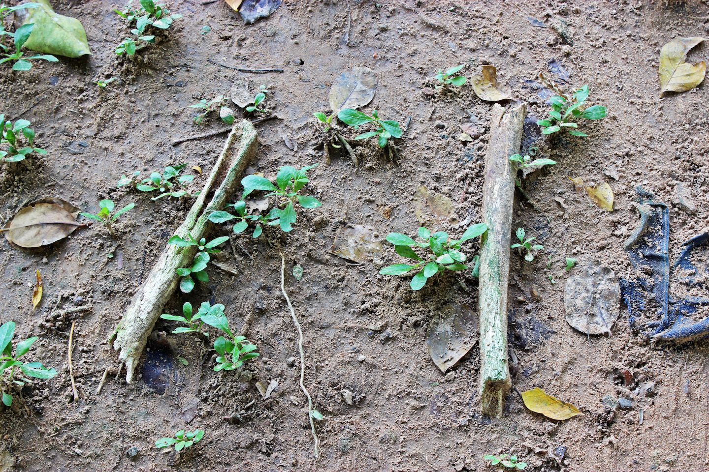 Pieces of bones still lying on the ground at the Choeung-Ek Killing Fields