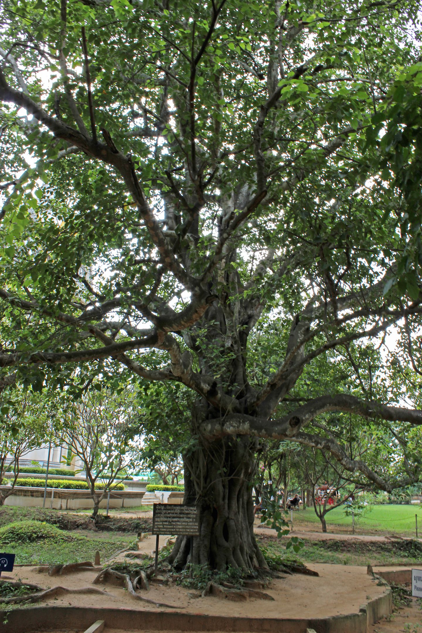 Tree where the speakers playing muffling sounds were hung at the Choeung-Ek Killing Fields