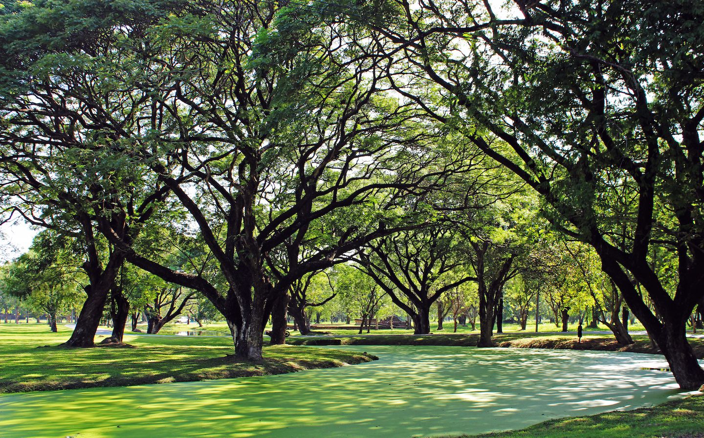 Trees at Sukhothai Historical Park