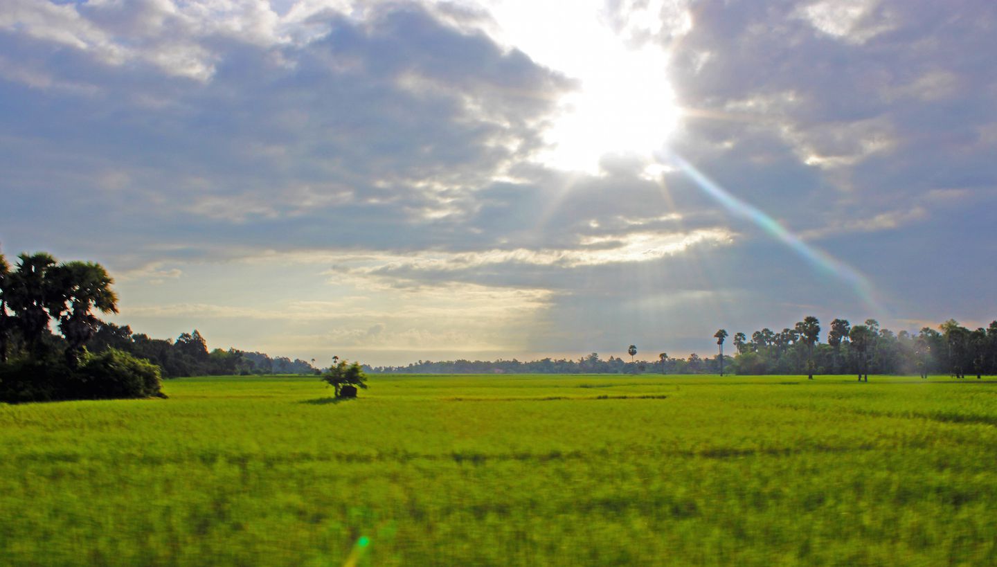 View of the rice fields on the way to Banteay Srei