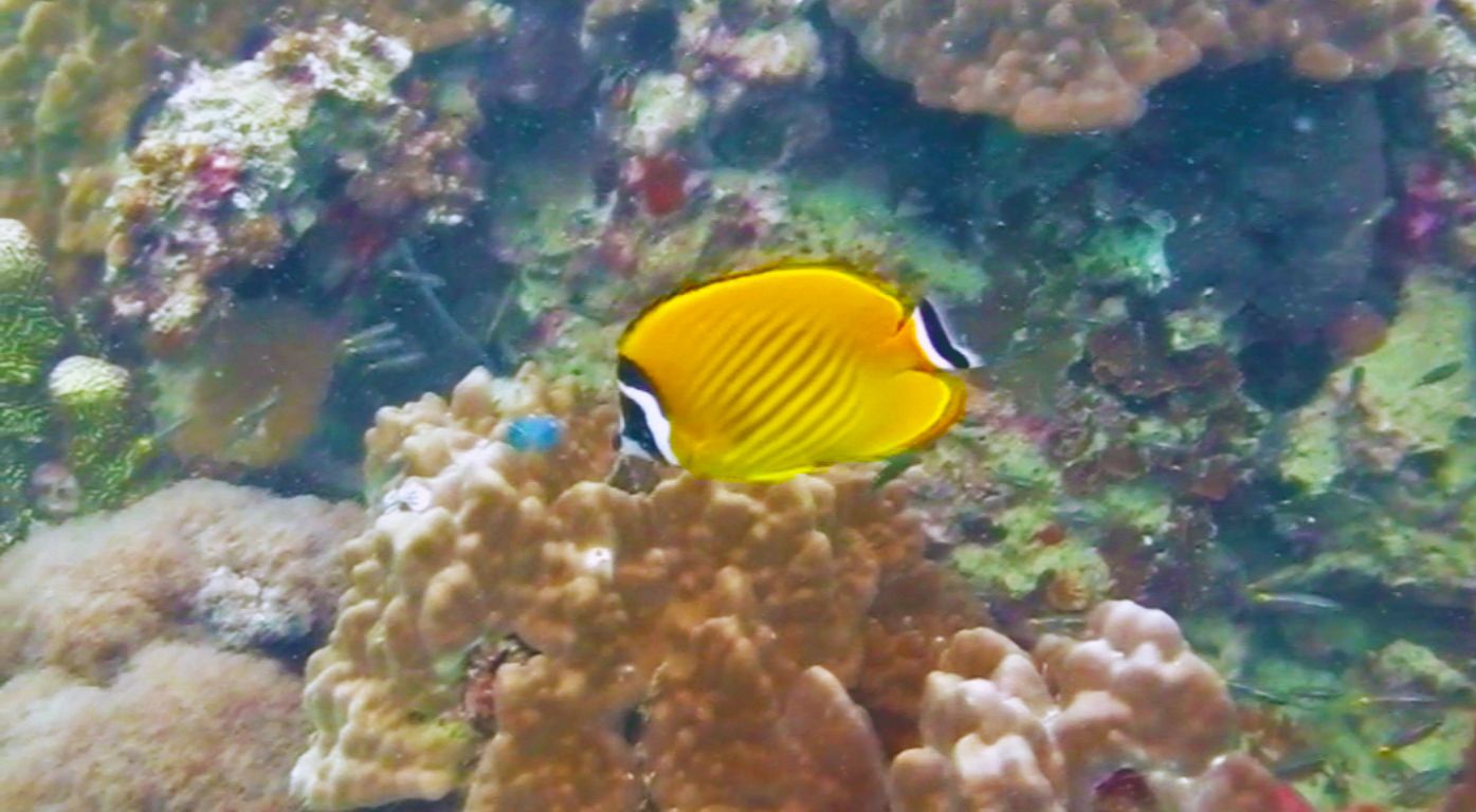 Butterfly fish at White Rock Dive Site, Koh Tao, Thailand