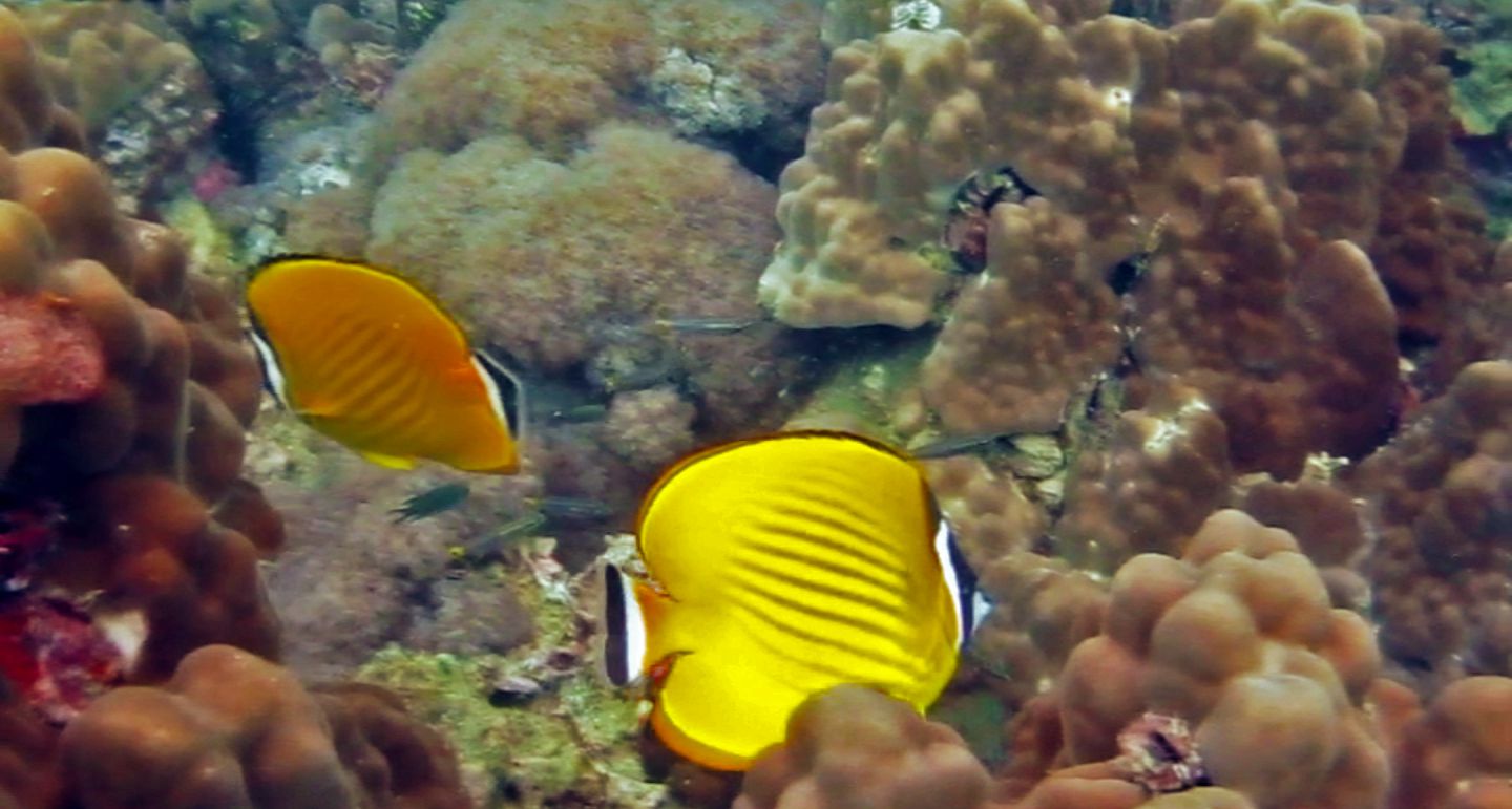 Butterfly fish, White Rock Dive Site, Koh Tao, Thailand