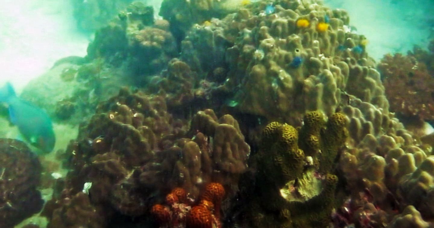 Corals at White Rock Dive Site, Koh Tao, Thailand