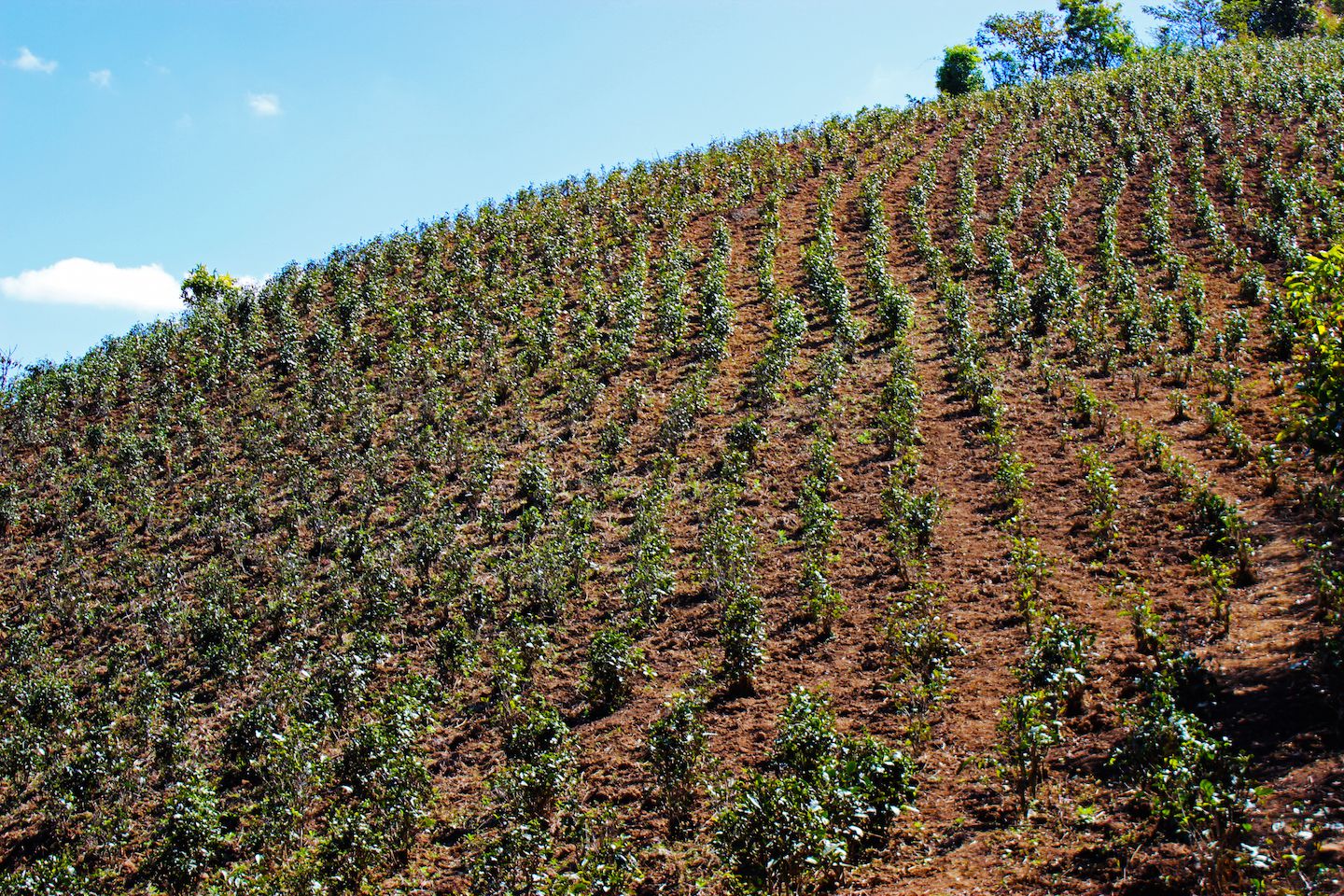 Green tea field on the hill, Kalaw, Myanmar