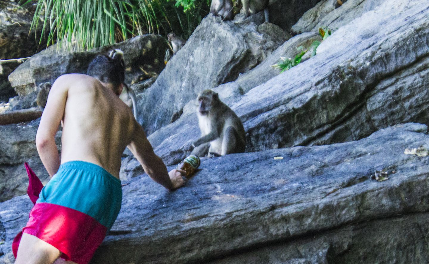 Uneducated tourist handing a bottle of beer to the monkey, Monkey Beach, Koh Phi Phi Don, Thailand