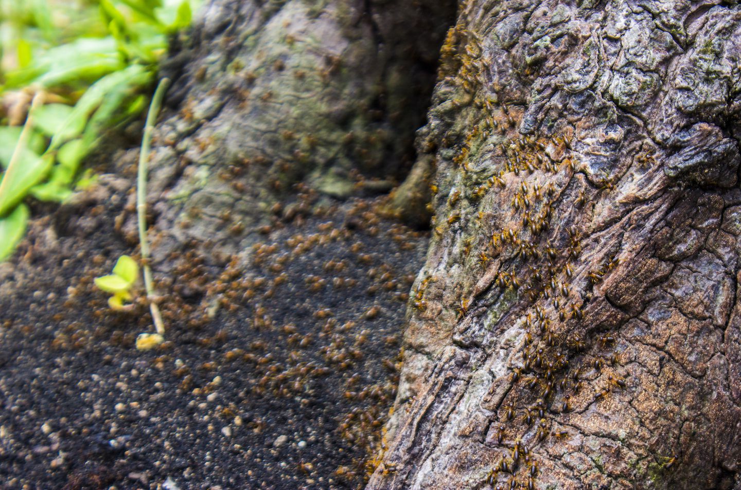 Marching ants, Koh Phi Phi, Thailand