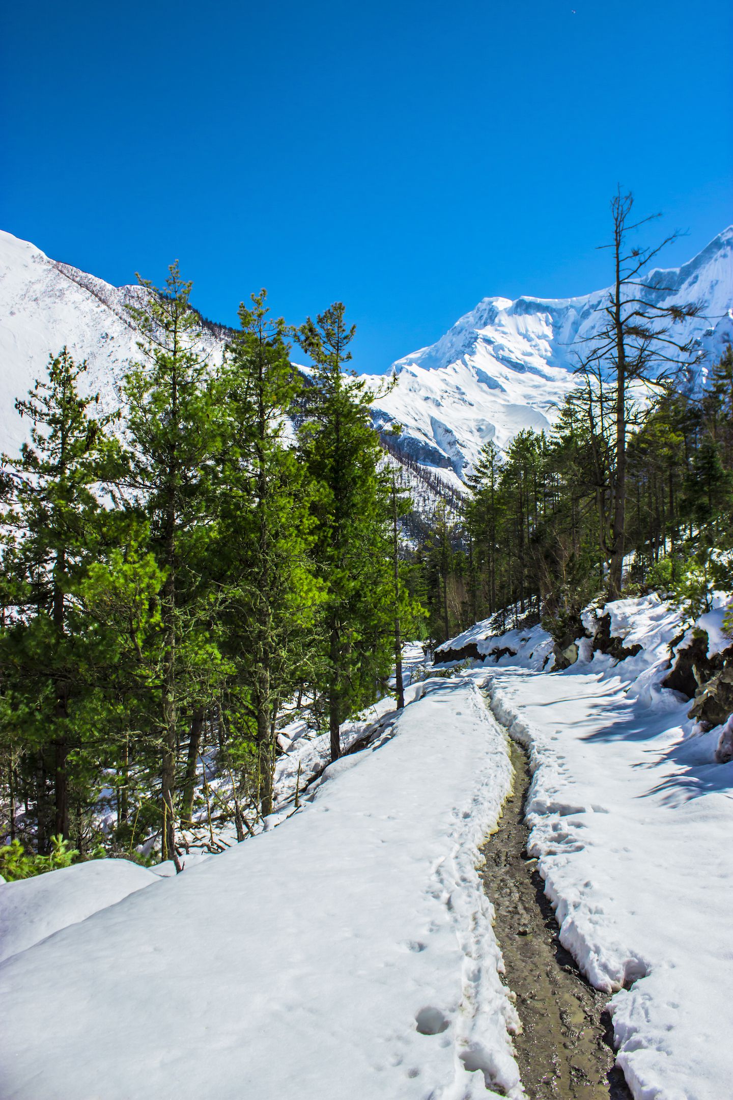 Trail leading to the forest, Annapurna Circuit, Nepal