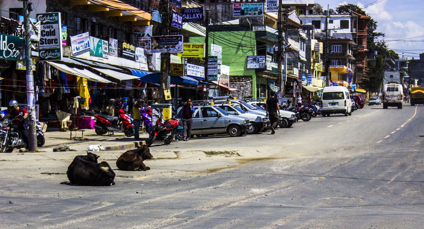 Cows on the streets of Pokhara, Nepal