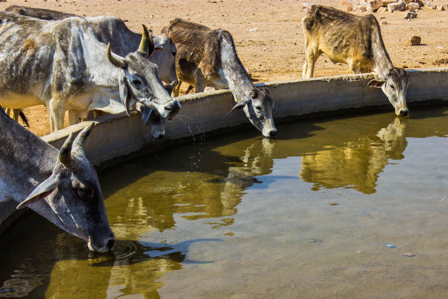 Cows drinking water in the villages of the Thar Desert, Jaisalmer, India