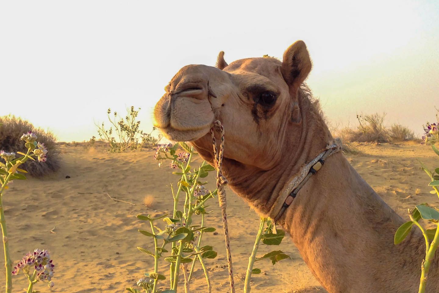 Camel!, Thar Desert, Jaisalmer, India