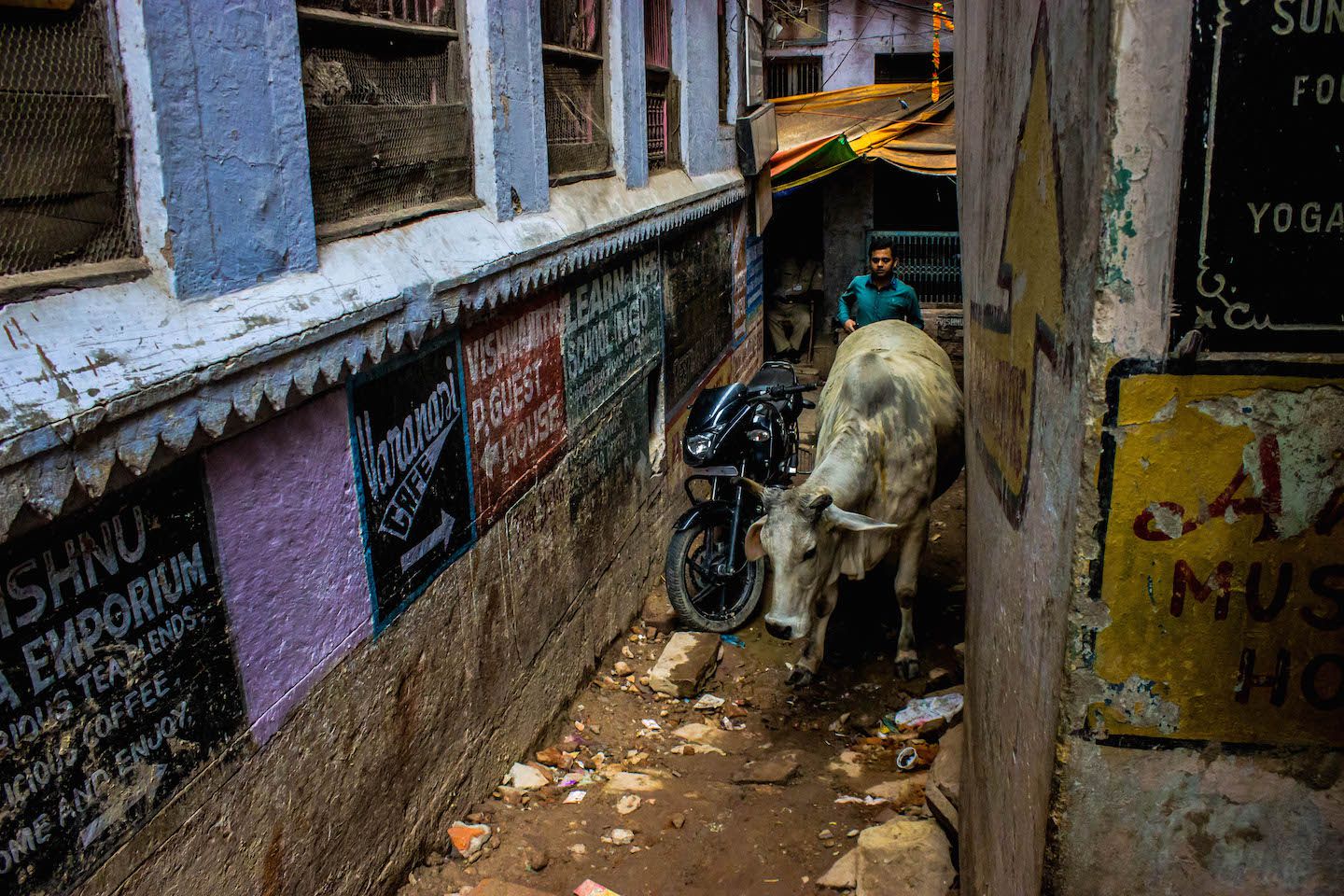 Narrow alleys with cows, Varanasi, India