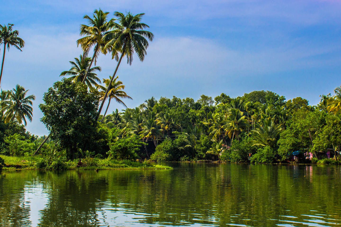 View of the forest along the canals of the Kerala Backwaters, Kochi, India