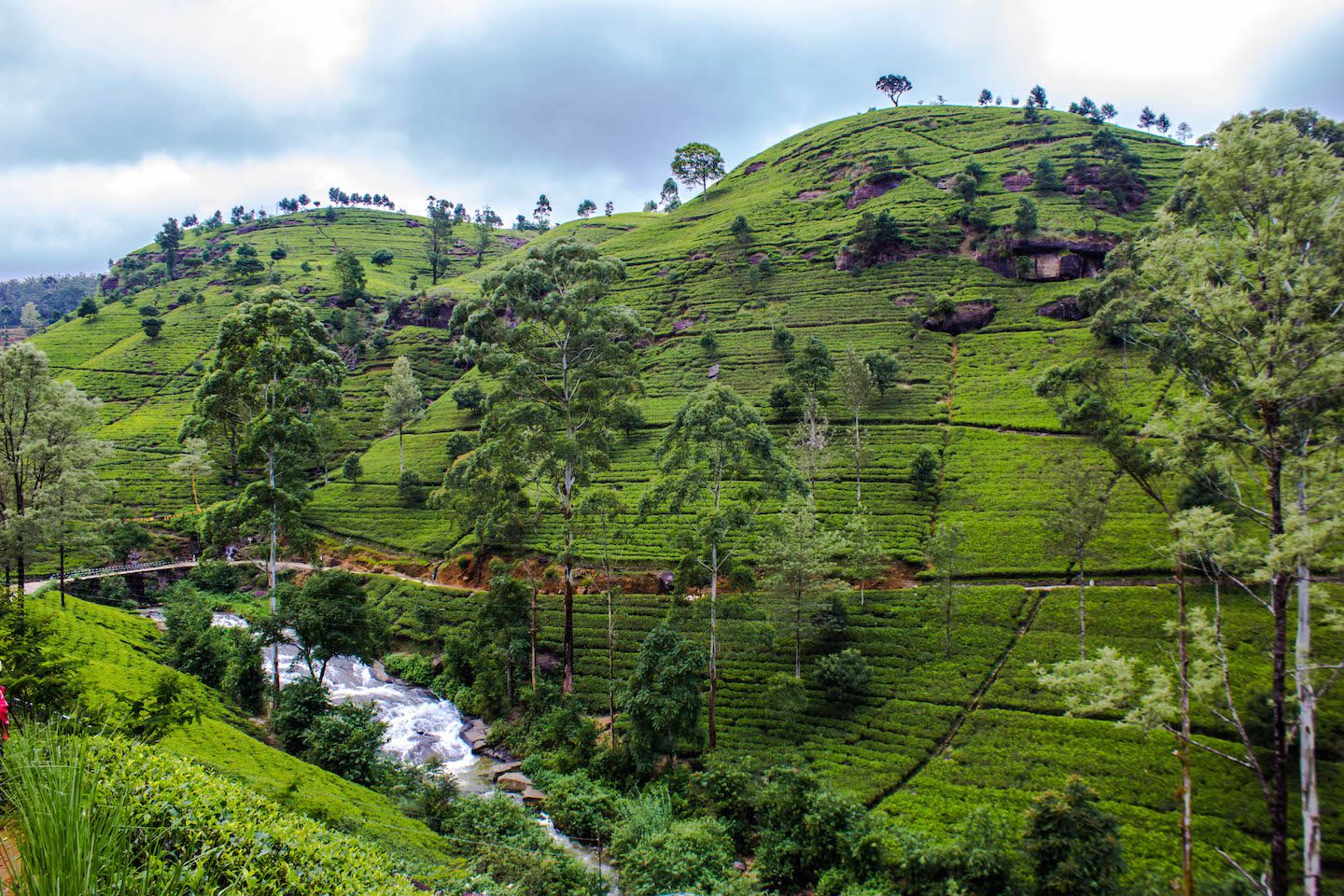 Tea fields at the Mackwoods Tea Factory, Nuwara Eliya, Sri Lanka