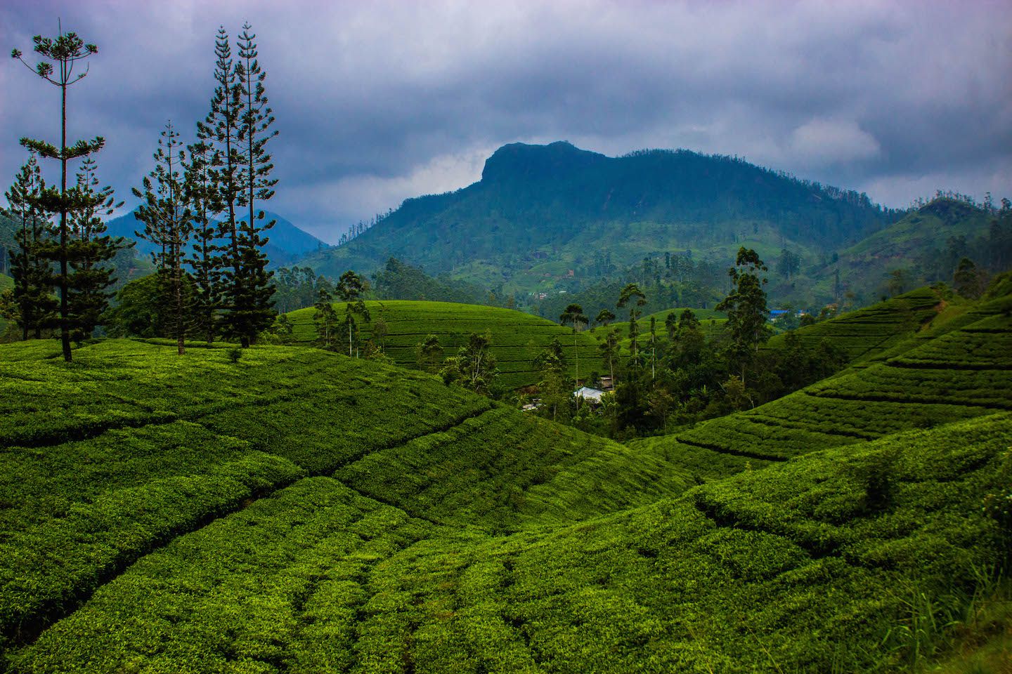 Rolling hills with tea fields, Nuwara Eliya, Sri Lanka