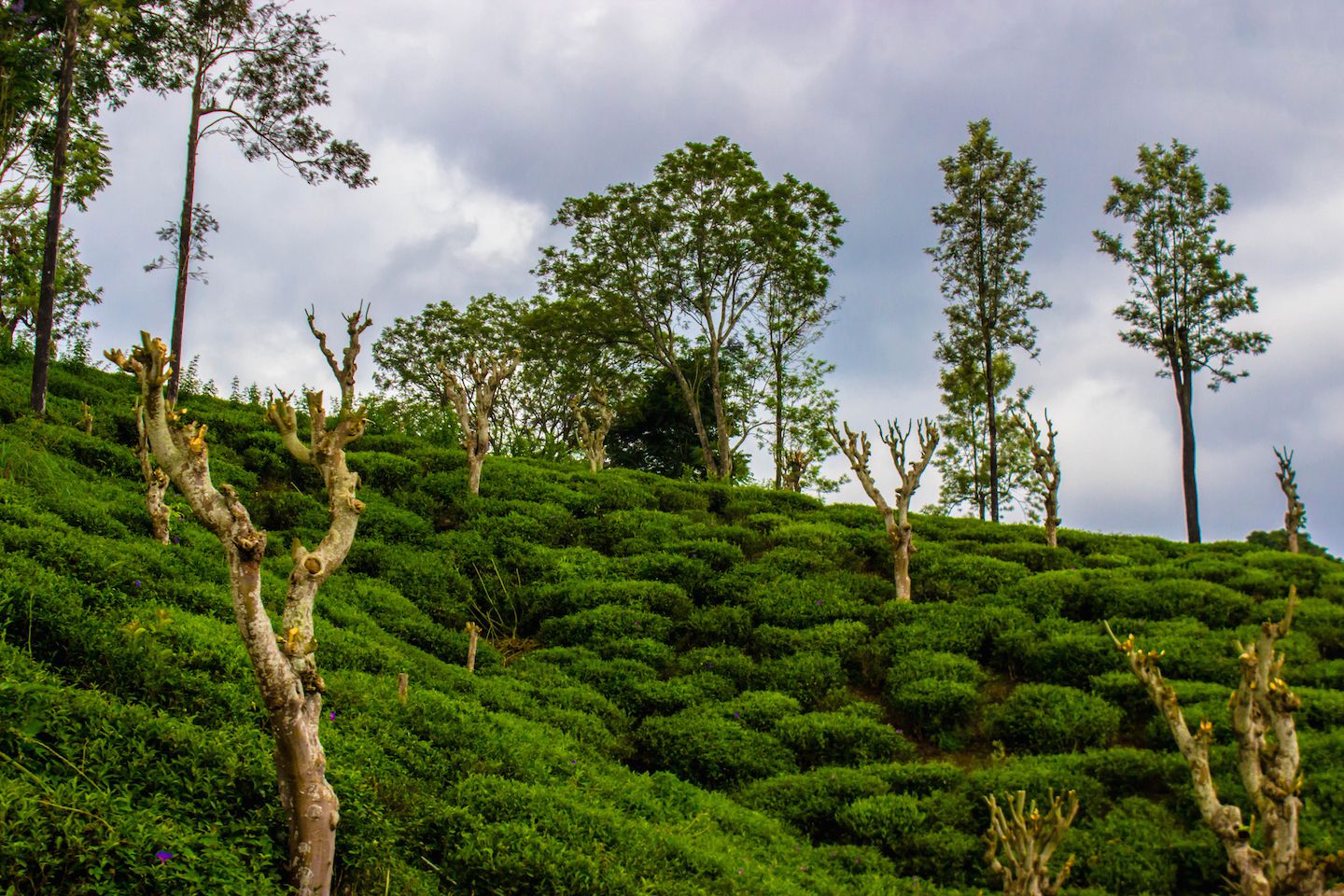 Tea fields, Nuwara Eliya, Sri Lanka