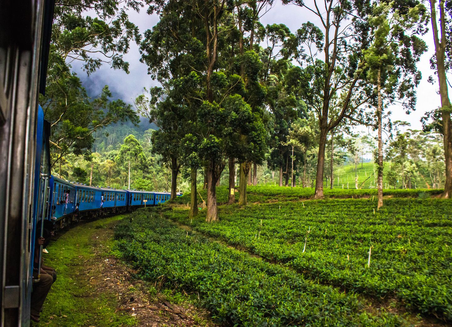 Riding beside the tea plantations, Nuwara Eliya, Sri Lanka