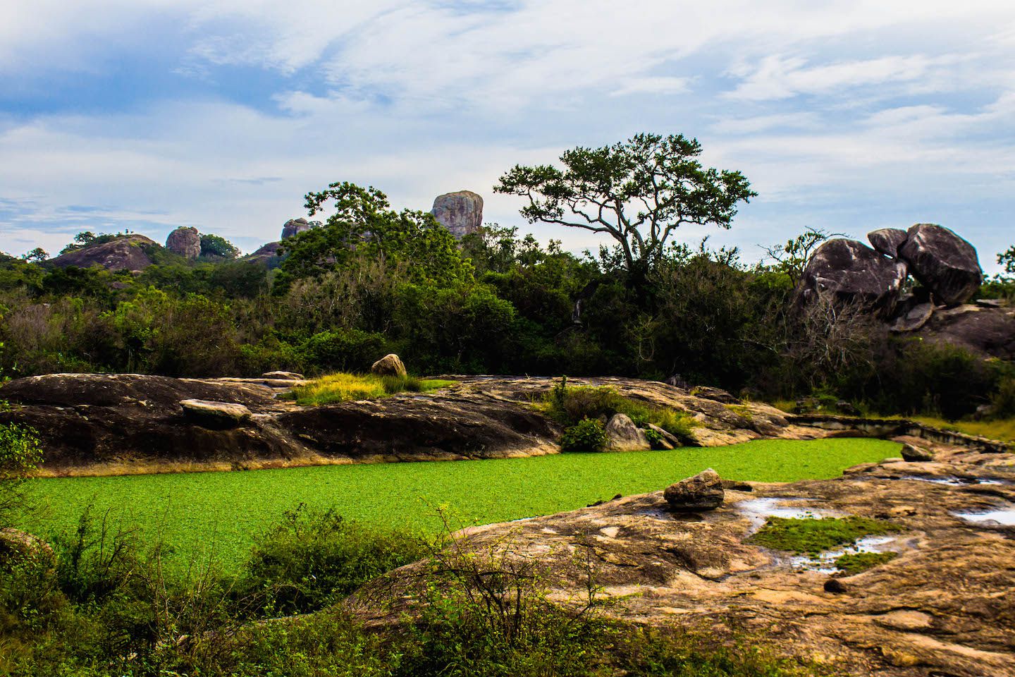 Green lake at the Yala National Park, Sri Lanka