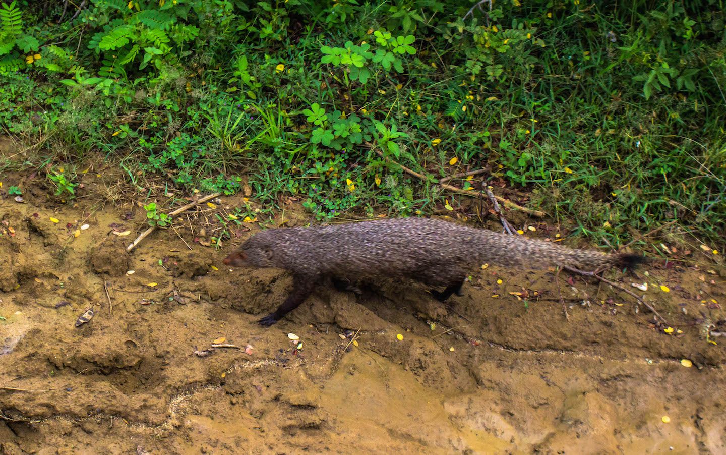 Mongoose, Yala National Park, Sri Lanka
