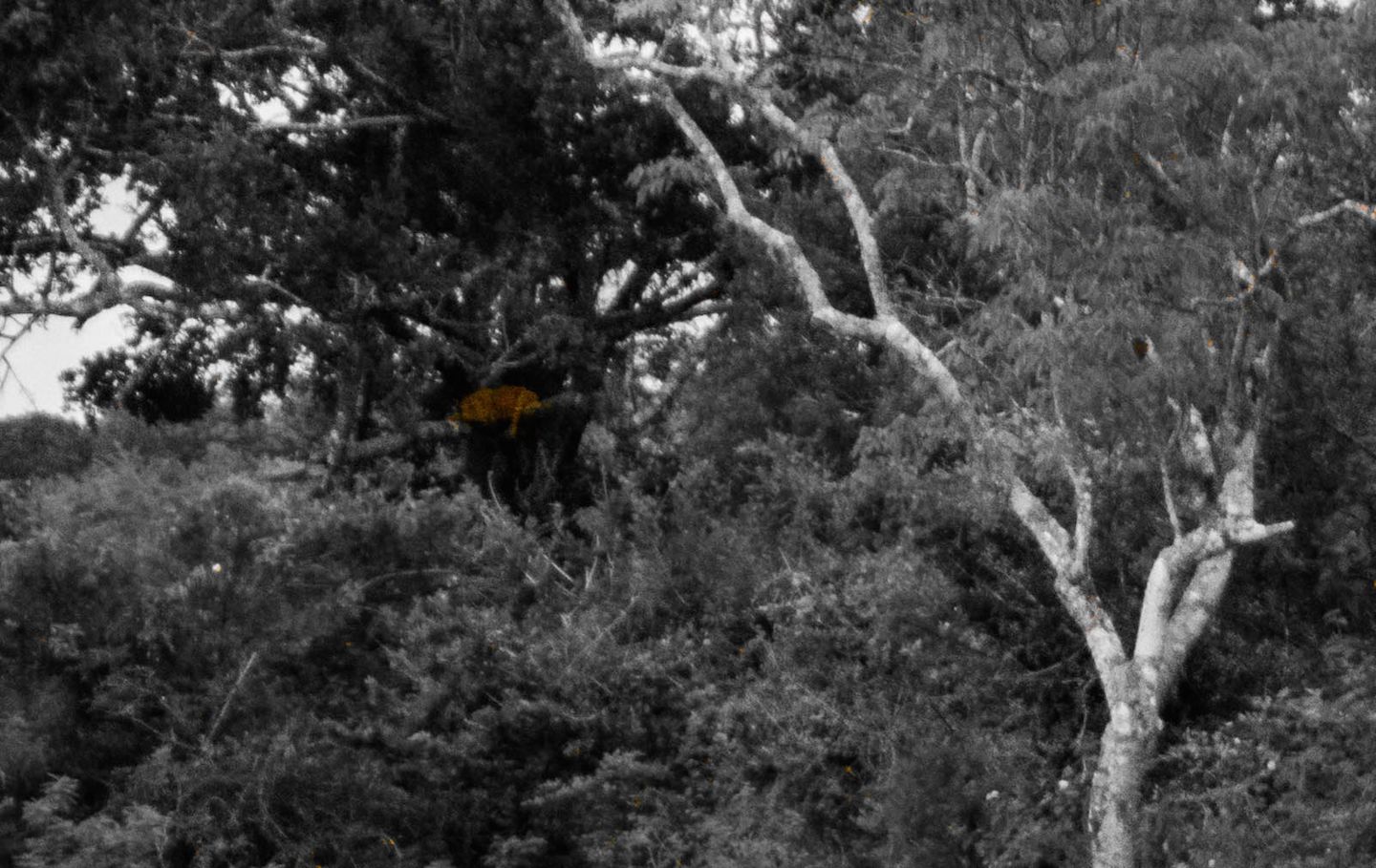 Leopard hidden in the trees, Yala National Park, Sri Lanka