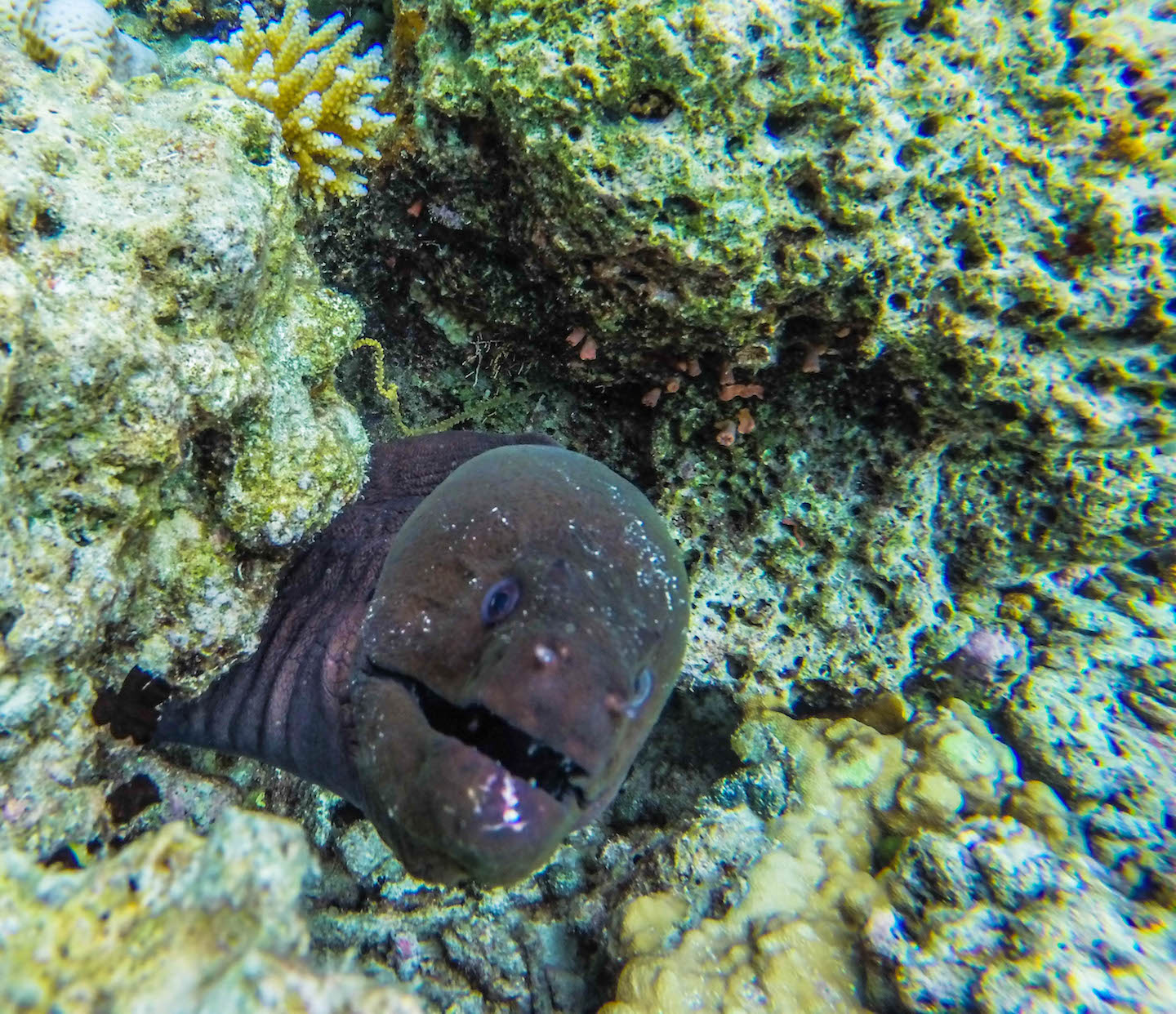 Moray Eel at Manta Point, Maldives